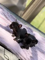 Caroline , a female French Bulldog for sale in Radcliff, KY – 5 of 10