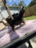 Rollo, a male French Bulldog for sale in Radcliff, KY – 3 of 10