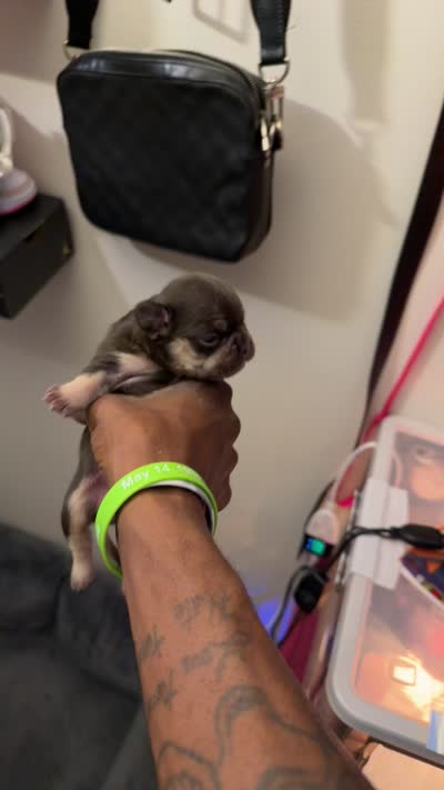 Rollo, a male French Bulldog for sale in Radcliff, KY – 8 of 10