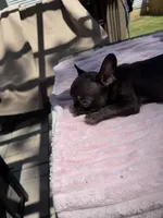 Dory, a female French Bulldog for sale in Radcliff, KY – 10 of 10