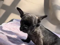 Taaz, a male French Bulldog for sale in Radcliff, KY – 10 of 10