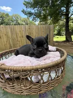Caroline , a female French Bulldog for sale in Radcliff, KY – 7 of 10
