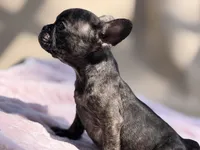 Taaz, a male French Bulldog for sale in Radcliff, KY – 5 of 10