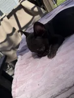 Dory, a female French Bulldog for sale in Radcliff, KY – 5 of 10
