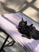 Caroline , a female French Bulldog for sale in Radcliff, KY – 3 of 10