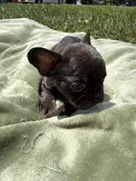 Dory, a female French Bulldog for sale in Radcliff, KY – 2 of 10