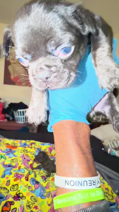 Dory, a female French Bulldog for sale in Radcliff, KY – 7 of 10