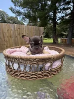 Rollo, a male French Bulldog for sale in Radcliff, KY – 4 of 10