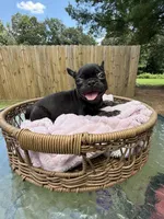 Caroline , a female French Bulldog for sale in Radcliff, KY – 9 of 10