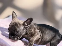 Taaz, a male French Bulldog for sale in Radcliff, KY – 9 of 10