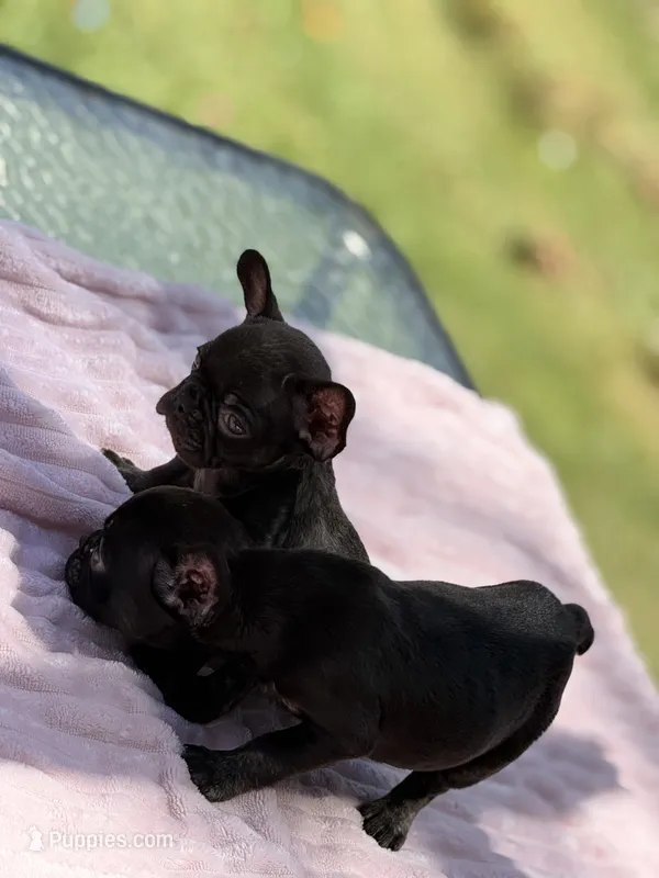 Dory – French Bulldog puppy for sale in Radcliff, KY