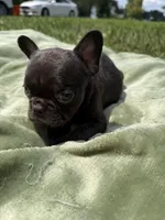 Dory, a female French Bulldog for sale in Radcliff, KY – 9 of 10
