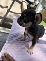 Rollo, a male French Bulldog for sale in Radcliff, KY – 5 of 10
