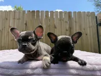 Rollo, a male French Bulldog for sale in Radcliff, KY – 7 of 10