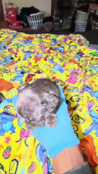 Rollo, a male French Bulldog for sale in Radcliff, KY – 10 of 10