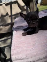 Caroline , a female French Bulldog for sale in Radcliff, KY – 8 of 10