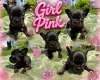 Dory, a female French Bulldog for sale in Radcliff, KY – 4 of 10
