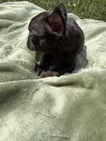 Dory, a female French Bulldog for sale in Radcliff, KY – 3 of 10