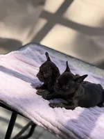 Caroline , a female French Bulldog for sale in Radcliff, KY – 4 of 10