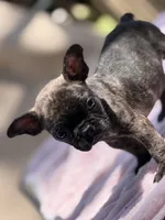 Taaz, a male French Bulldog for sale in Radcliff, KY – 3 of 10