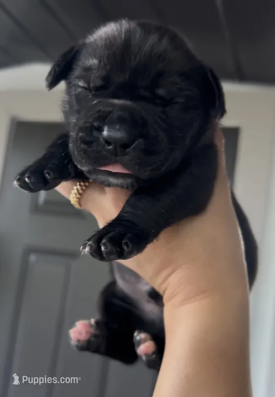 BROWNIE – Boerboel puppy for sale in Lehigh Acres, FL