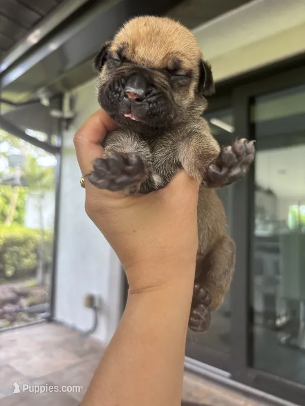 PEACHES – Boerboel puppy for sale in Lehigh Acres, FL