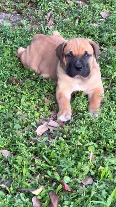 WAFFLE , a male Boerboel for sale in Lehigh Acres, FL – 3 of 3