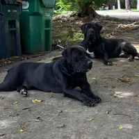 VIOLET, a female Boerboel for sale in Naples, FL – Photo 5 of 5