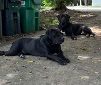 ROSE, a female Boerboel for sale in Naples, FL – Photo 5 of 5