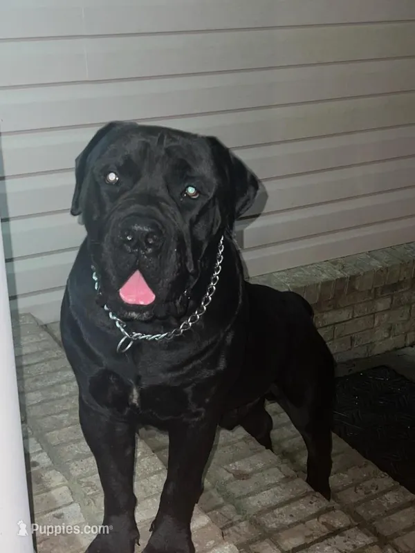 VIOLET – Boerboel puppy for sale in Lehigh Acres, FL