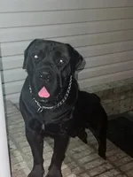 VIOLET, a female Boerboel for sale in Lehigh Acres, FL – 1 of 6