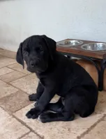 ROSE, a female Boerboel for sale in Naples, FL – Photo 1 of 5