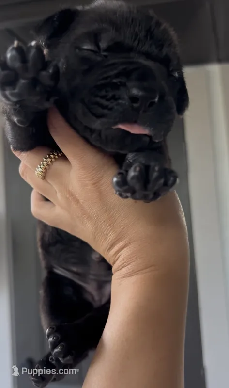 EXPRESSO – Boerboel puppy for sale in Lehigh Acres, FL