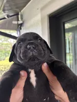 COOKIE, a female Boerboel for sale in Lehigh Acres, FL – 1 of 2