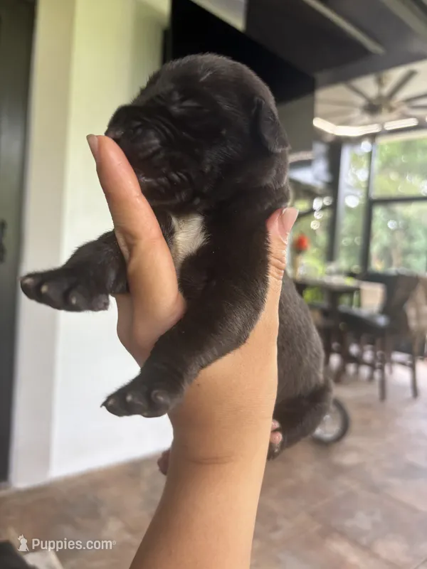 COOKIE – Boerboel puppy for sale in Lehigh Acres, FL