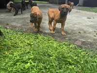 HERA, a female Boerboel for sale in Naples, FL – Photo 2 of 3