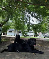 HERA, a female Boerboel for sale in Naples, FL – Photo 3 of 3