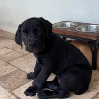 HERA, a female Boerboel for sale in Naples, FL – Photo 2 of 3