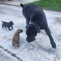 ERA, a female Boerboel for sale in Naples, FL – Photo 3 of 4