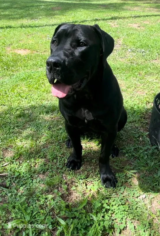 ERA – Boerboel puppy for sale in Lehigh Acres, FL
