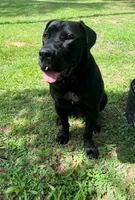 ERA, a female Boerboel for sale in Lehigh Acres, FL – 1 of 5