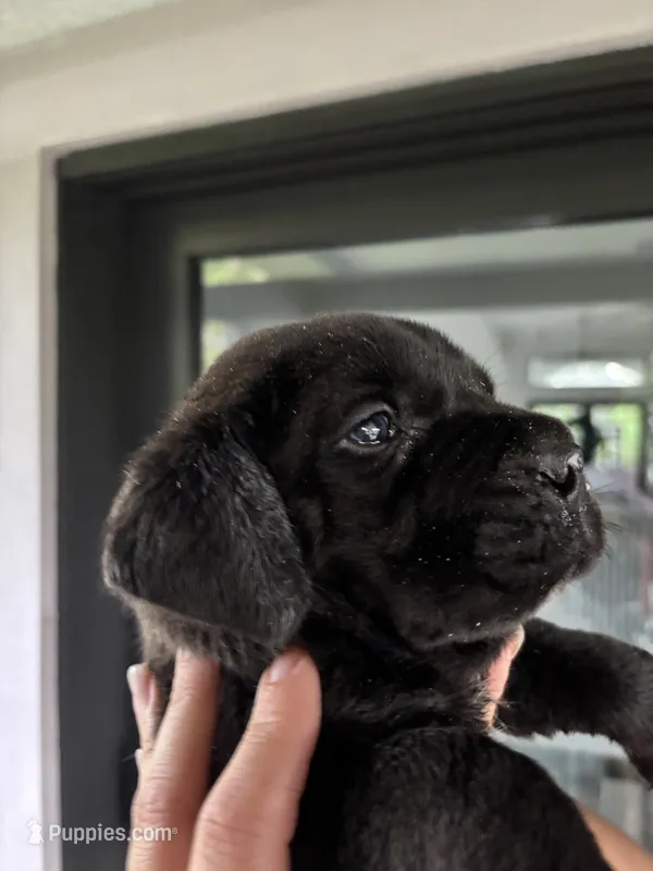 CUPCAKE  – Boerboel puppy for sale in Lehigh Acres, FL