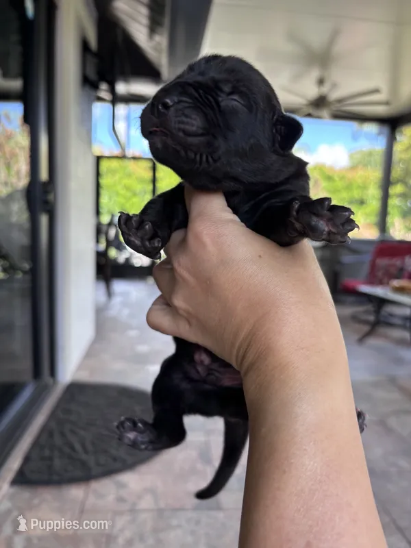 FUDGE – Boerboel puppy for sale in Lehigh Acres, FL