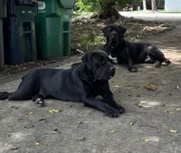 FUDGE, a male Boerboel for sale in Lehigh Acres, FL – 2 of 3