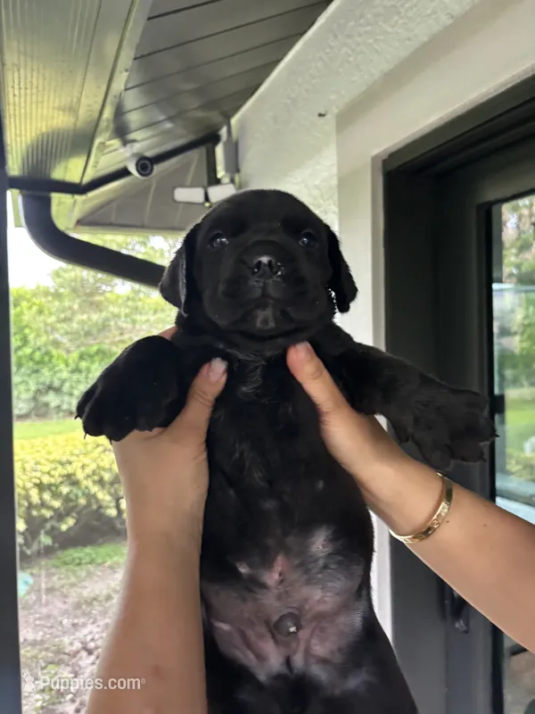 TWIX – Boerboel puppy for sale in Lehigh Acres, FL