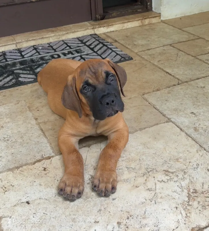 ORO – Boerboel puppy for sale in Naples, FL