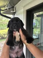 OREO, a male Boerboel for sale in Lehigh Acres, FL – 1 of 2