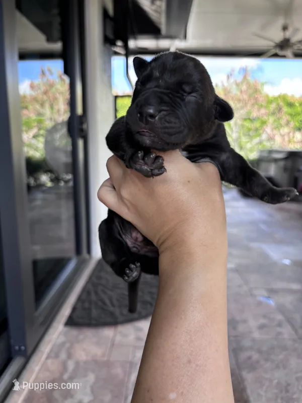 TWIX – Boerboel puppy for sale in Lehigh Acres, FL