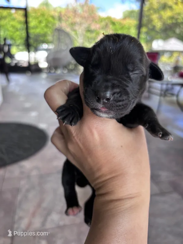 CHIP – Boerboel puppy for sale in Lehigh Acres, FL