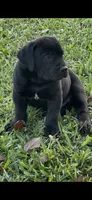 CHIP, a male Boerboel for sale in Lehigh Acres, FL – 3 of 3